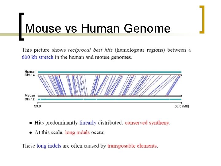 Mouse vs Human Genome 