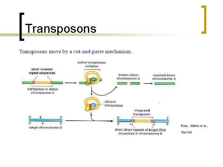 Transposons 