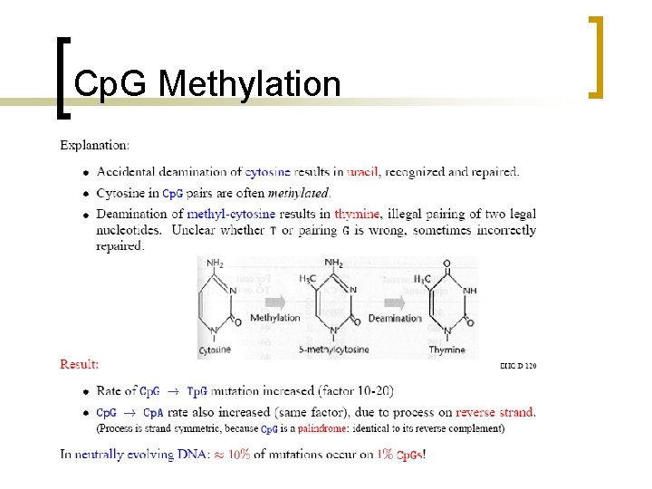 Cp. G Methylation 