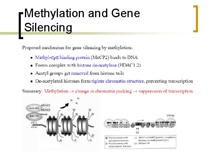 Methylation and Gene Silencing 