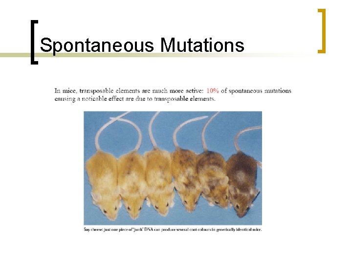Spontaneous Mutations 