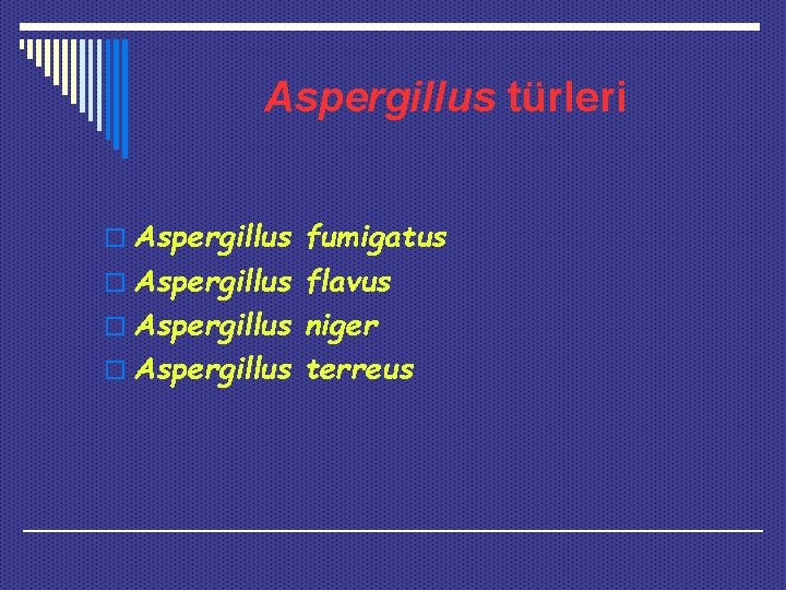Aspergillus türleri o Aspergillus fumigatus o Aspergillus flavus o Aspergillus niger o Aspergillus terreus