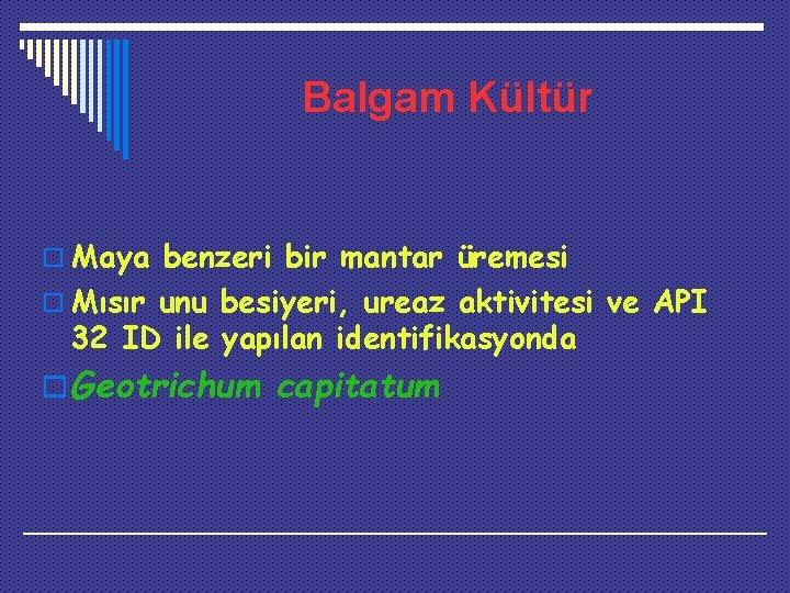 Balgam Kültür o Maya benzeri bir mantar üremesi o Mısır unu besiyeri, ureaz aktivitesi