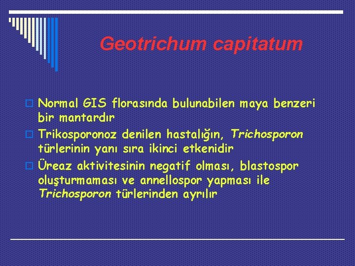 Geotrichum capitatum o Normal GIS florasında bulunabilen maya benzeri bir mantardır o Trikosporonoz denilen