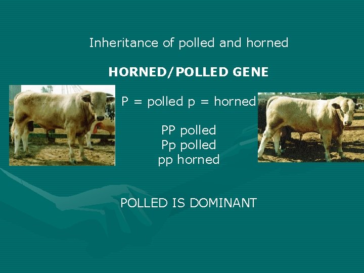 Inheritance of polled and horned HORNED/POLLED GENE P = polled p = horned PP