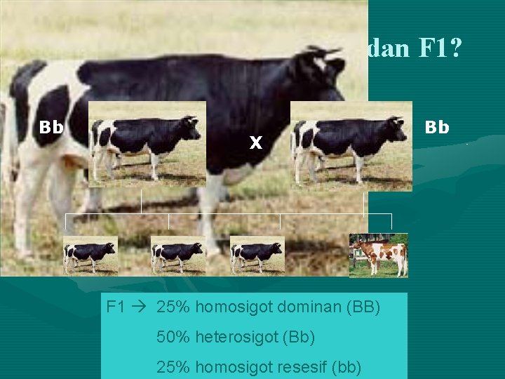 Bagaimana Genotip Tetua dan F 1? Bb X F 1 25% homosigot dominan (BB)