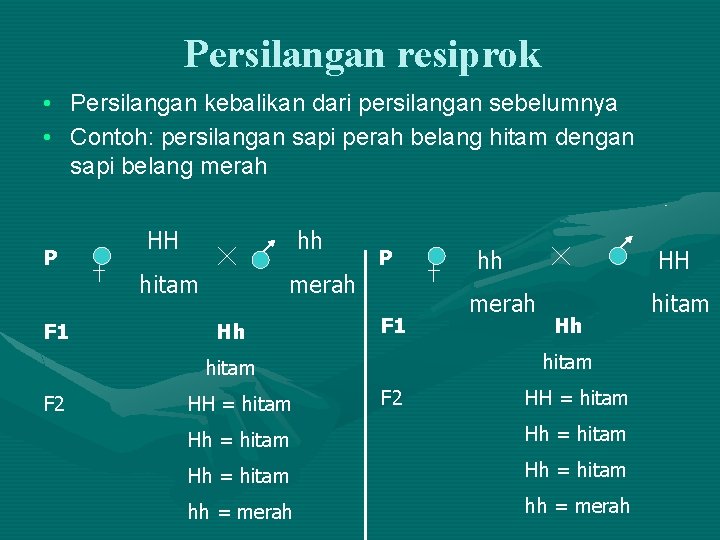 Persilangan resiprok • Persilangan kebalikan dari persilangan sebelumnya • Contoh: persilangan sapi perah belang