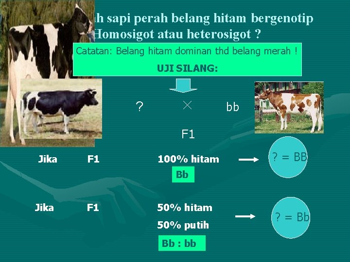 Uji apakah sapi perah belang hitam bergenotip Homosigot atau heterosigot ? Catatan: Belang hitam