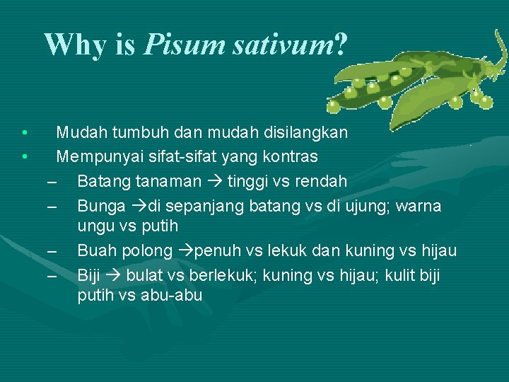Why is Pisum sativum? • • Mudah tumbuh dan mudah disilangkan Mempunyai sifat-sifat yang