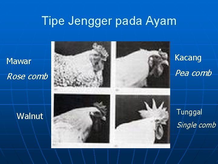 Tipe Jengger pada Ayam Mawar Kacang Rose comb Pea comb Walnut Tunggal Single comb