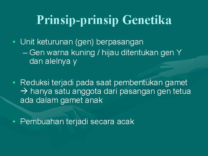 Prinsip-prinsip Genetika • Unit keturunan (gen) berpasangan – Gen warna kuning / hijau ditentukan