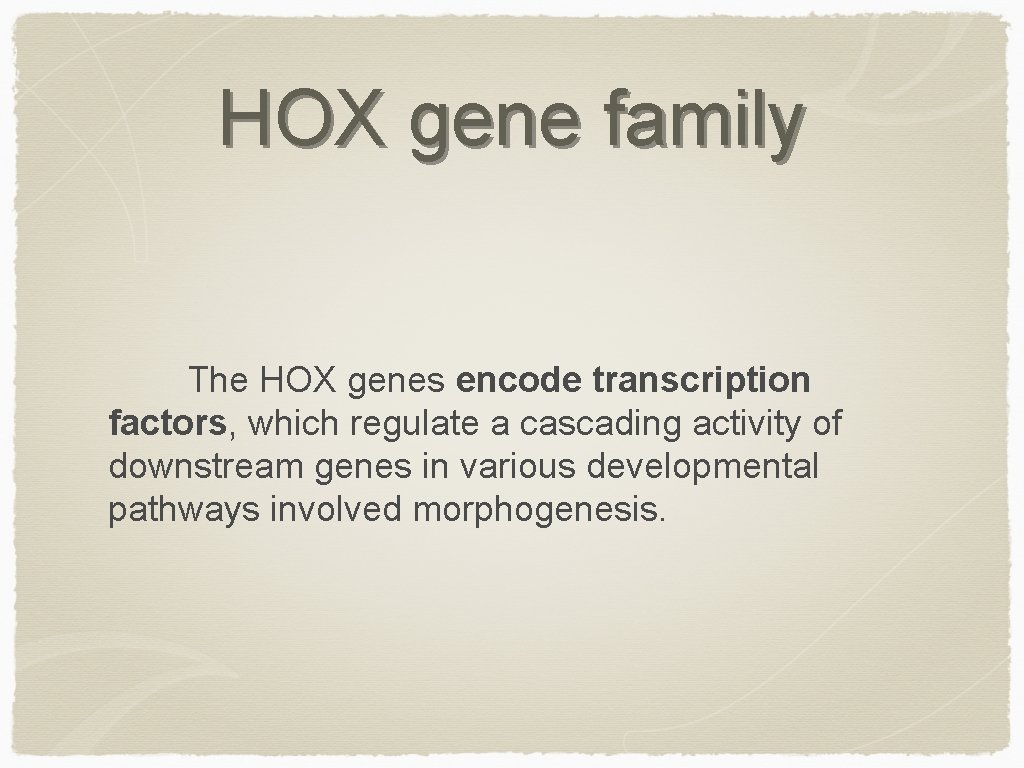 HOX gene family The HOX genes encode transcription factors, which regulate a cascading activity