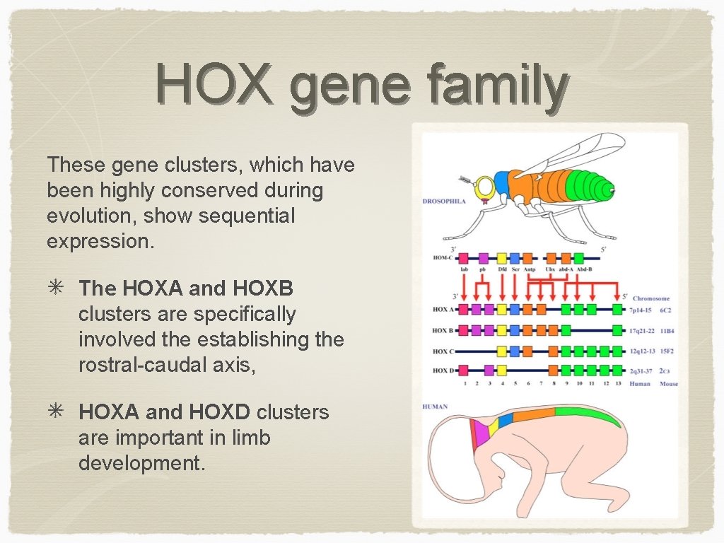 HOX gene family These gene clusters, which have been highly conserved during evolution, show