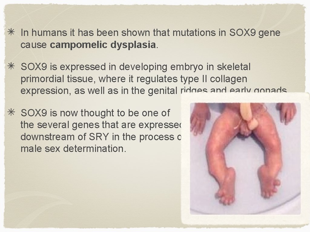 In humans it has been shown that mutations in SOX 9 gene cause campomelic