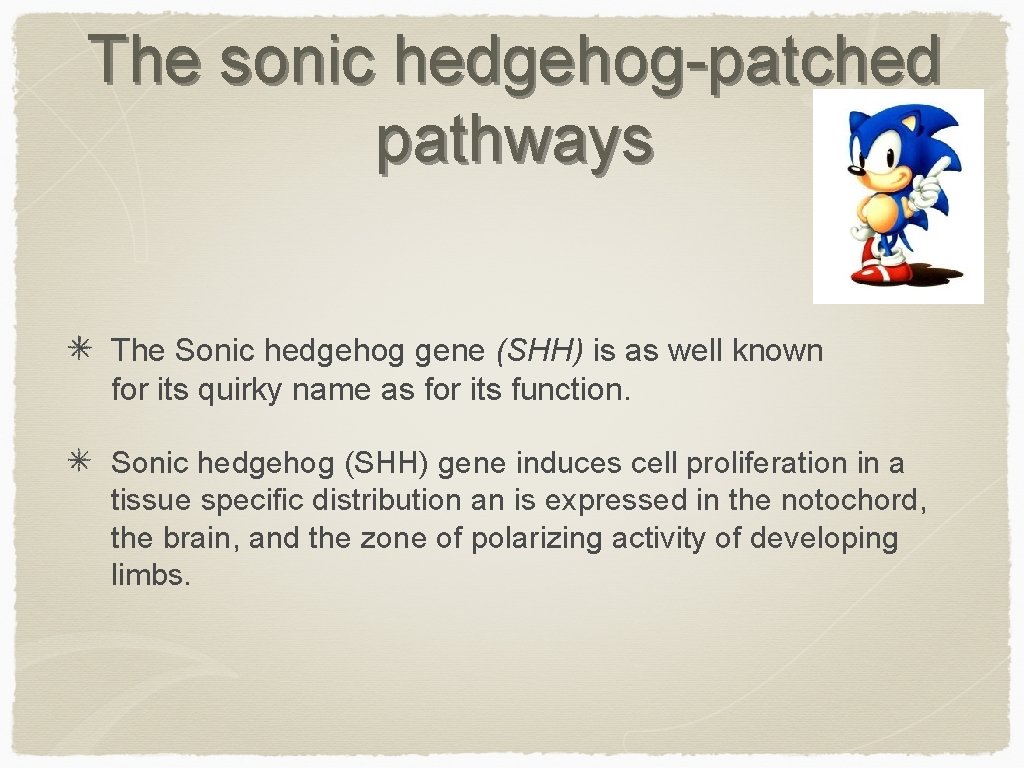 The sonic hedgehog-patched pathways The Sonic hedgehog gene (SHH) is as well known for