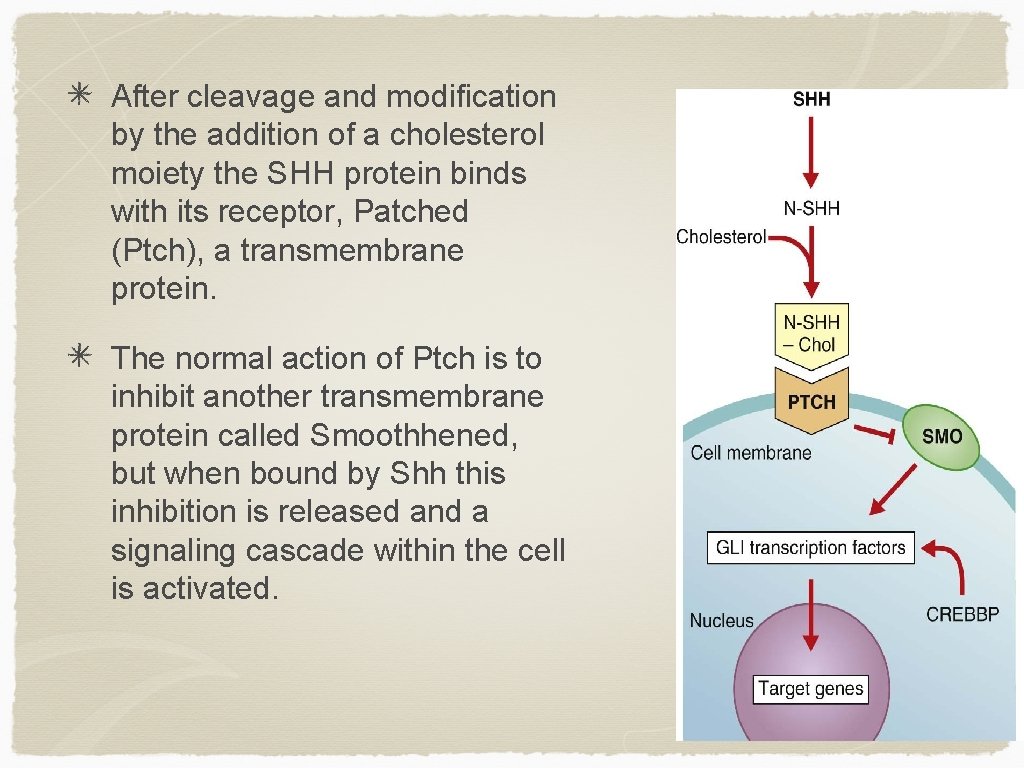 After cleavage and modification by the addition of a cholesterol moiety the SHH protein