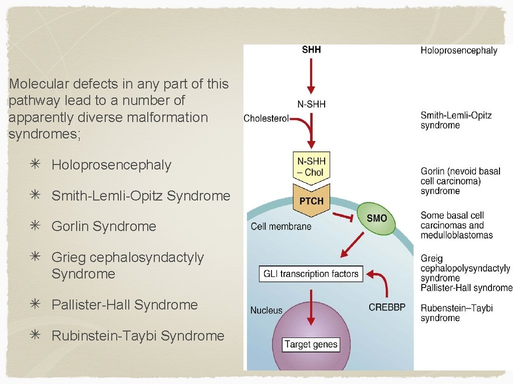 Molecular defects in any part of this pathway lead to a number of apparently