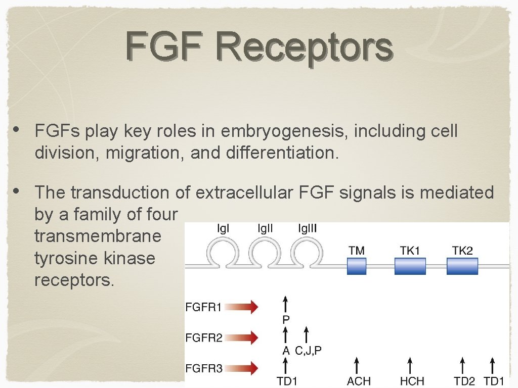 FGF Receptors • FGFs play key roles in embryogenesis, including cell division, migration, and