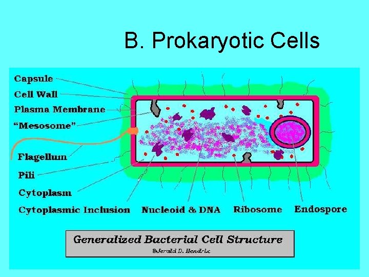 B. Prokaryotic Cells 
