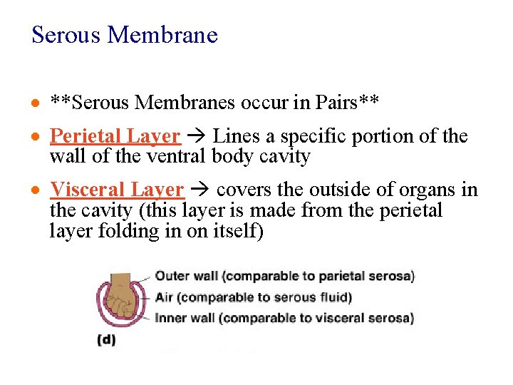 Serous Membrane · **Serous Membranes occur in Pairs** · Perietal Layer Lines a specific