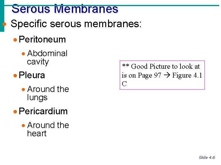 Serous Membranes · Specific serous membranes: · Peritoneum · Abdominal cavity · Pleura ·