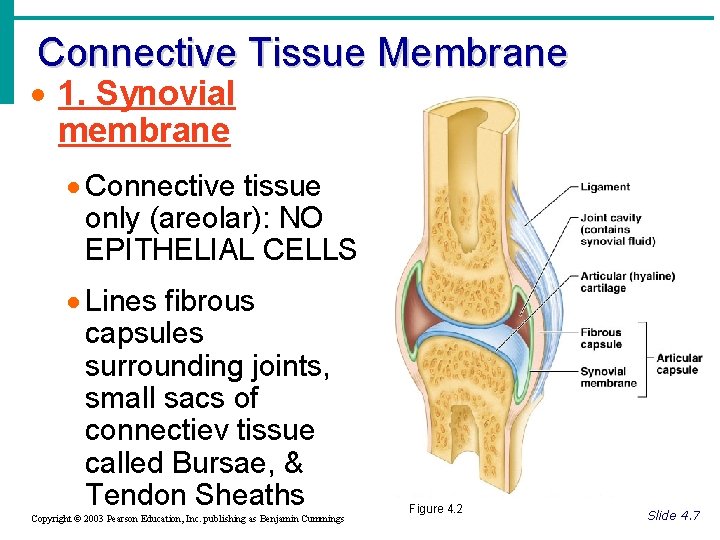 Connective Tissue Membrane · 1. Synovial membrane · Connective tissue only (areolar): NO EPITHELIAL