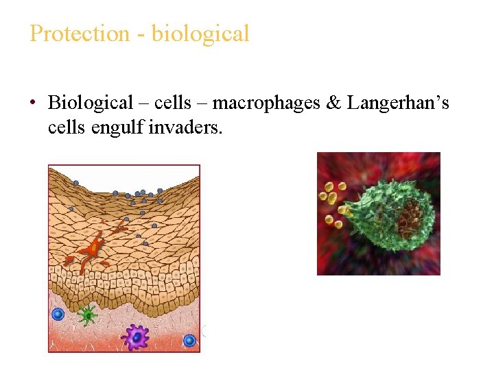 Protection - biological • Biological – cells – macrophages & Langerhan’s cells engulf invaders.