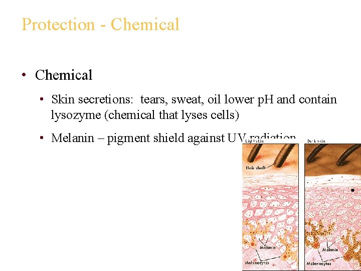 Protection - Chemical • Skin secretions: tears, sweat, oil lower p. H and contain