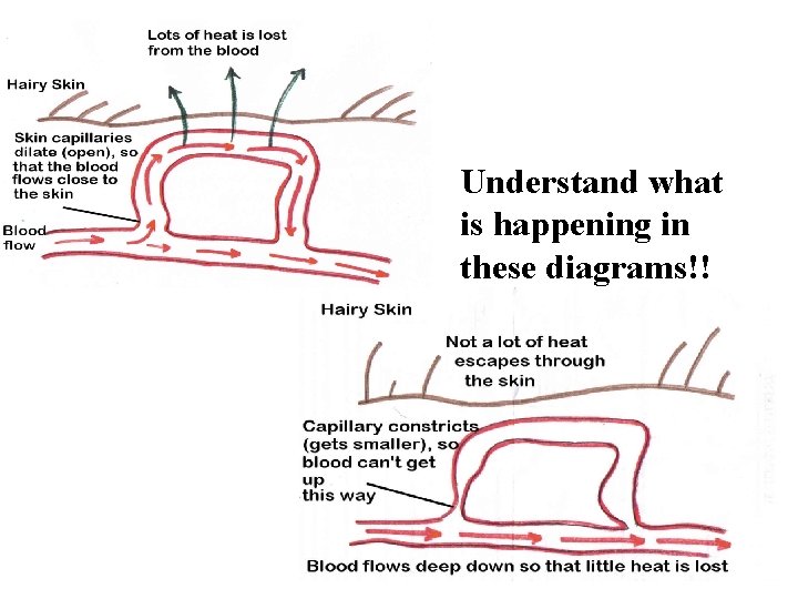 Understand what is happening in these diagrams!! 