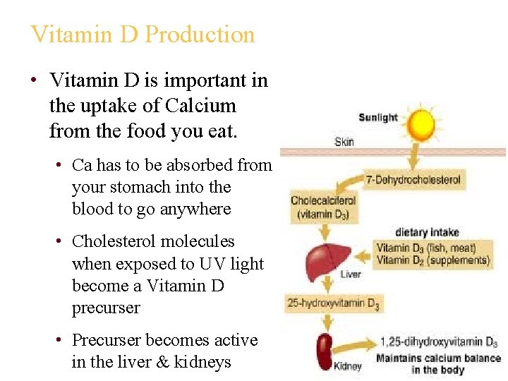 Vitamin D Production • Vitamin D is important in the uptake of Calcium from