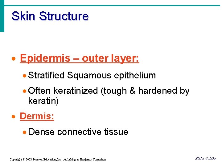 Skin Structure · Epidermis – outer layer: · Stratified Squamous epithelium · Often keratinized
