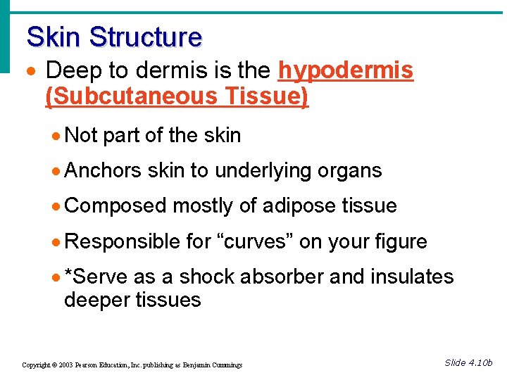 Skin Structure · Deep to dermis is the hypodermis (Subcutaneous Tissue) · Not part