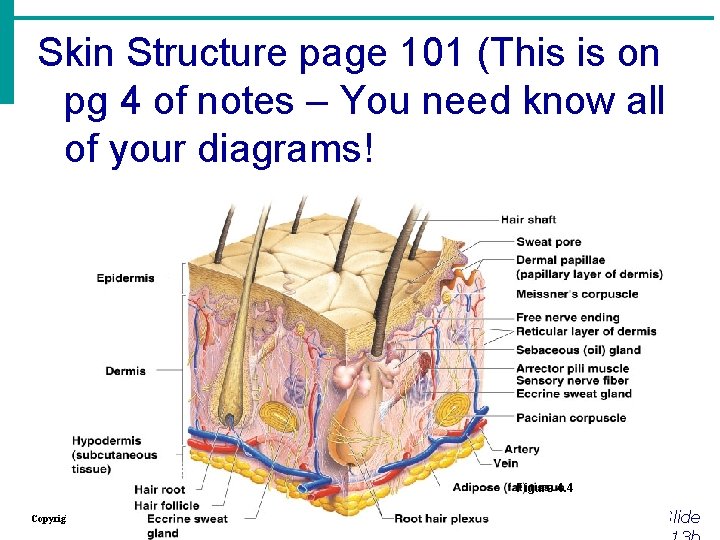 Skin Structure page 101 (This is on pg 4 of notes – You need