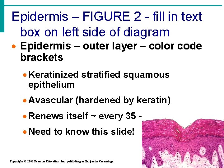 Epidermis – FIGURE 2 - fill in text box on left side of diagram