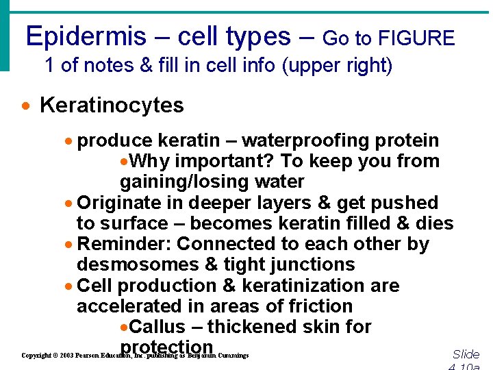 Epidermis – cell types – Go to FIGURE 1 of notes & fill in