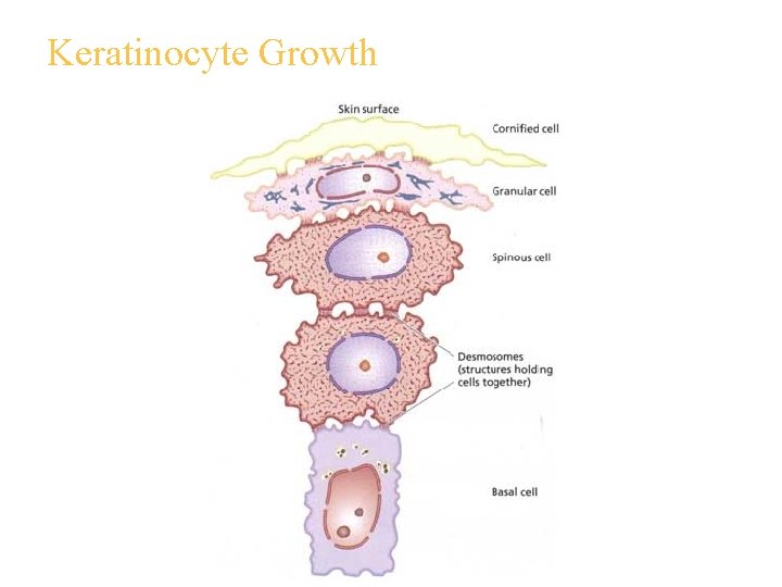 Keratinocyte Growth 