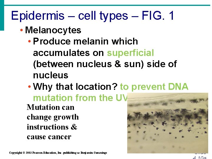 Epidermis – cell types – FIG. 1 • Melanocytes • Produce melanin which accumulates