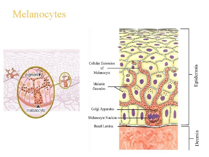 Melanocytes 