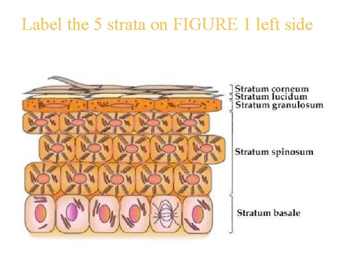 Label the 5 strata on FIGURE 1 left side 