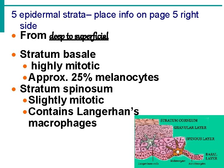 5 epidermal strata– place info on page 5 right side · From deep to
