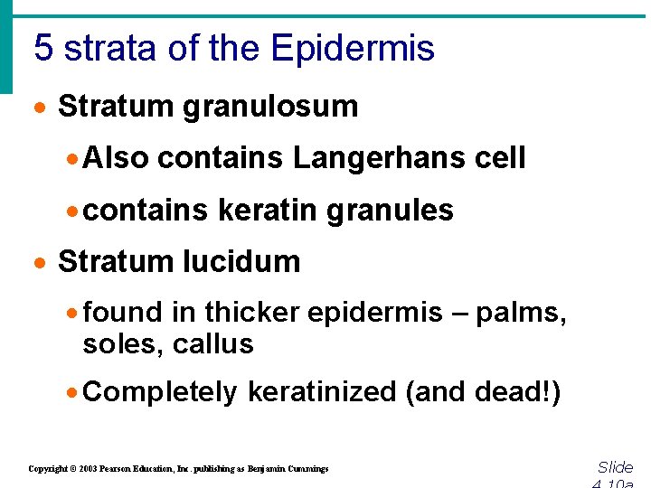5 strata of the Epidermis · Stratum granulosum · Also contains Langerhans cell ·