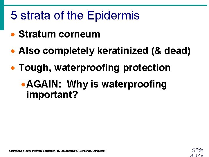 5 strata of the Epidermis · Stratum corneum · Also completely keratinized (& dead)