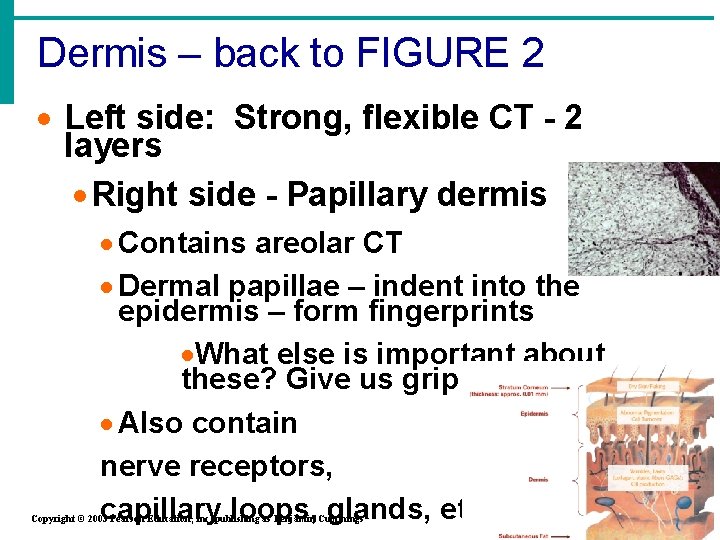 Dermis – back to FIGURE 2 · Left side: Strong, flexible CT - 2