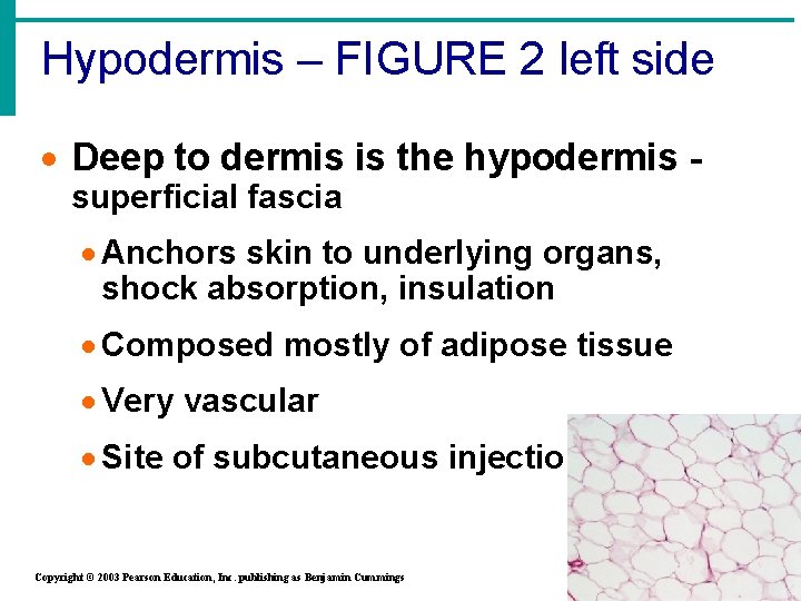 Hypodermis – FIGURE 2 left side · Deep to dermis is the hypodermis superficial
