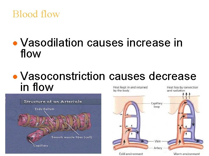Blood flow · Vasodilation causes increase in flow · Vasoconstriction causes decrease in flow