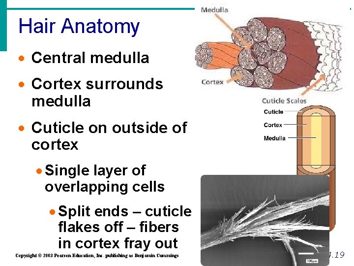 Hair Anatomy · Central medulla · Cortex surrounds medulla · Cuticle on outside of