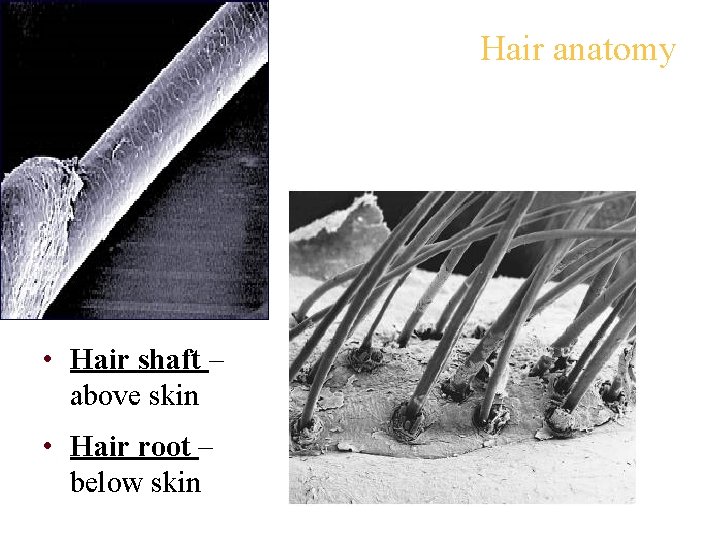 Hair anatomy • Hair shaft – above skin • Hair root – below skin