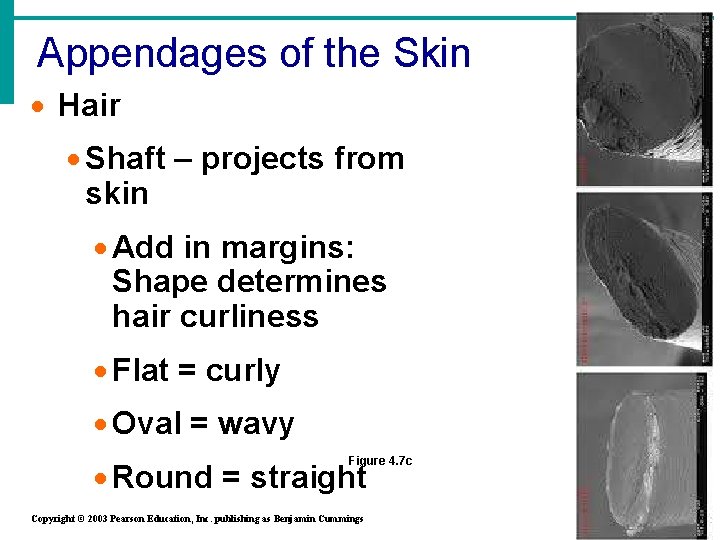 Appendages of the Skin · Hair · Shaft – projects from skin · Add