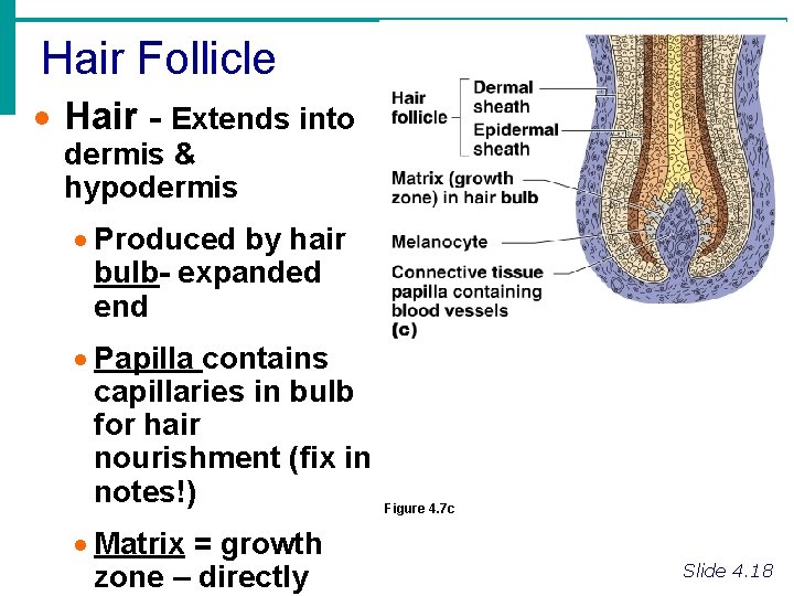 Hair Follicle · Hair - Extends into dermis & hypodermis · Produced by hair