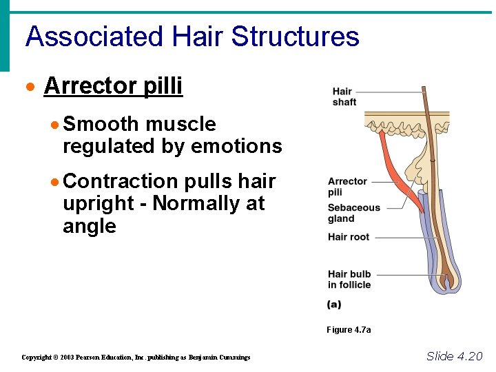 Associated Hair Structures · Arrector pilli · Smooth muscle regulated by emotions · Contraction